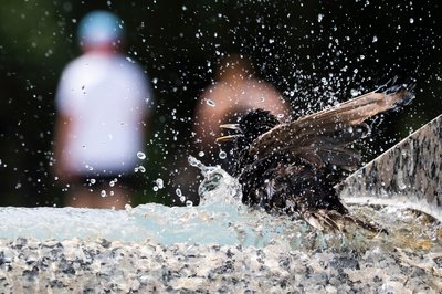 Ein Star taucht in einen Springbrunnen am Denkmal für den Zweiten Weltkrieg auf der National Mall in Washington ein.