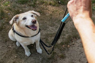 Hundehalter müssen in Waldenburg wahrscheinlich bald mehr bezahlen.
