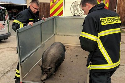 Kameraden der Freiwilligen Feuerwehr Adorf lockten das Tier auf einen Anhänger, um es vorläufig in einer Pflegebox unterzubringen.