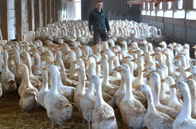 Im Stall werden die Mastgänse hier nur in den letzten Tagen vor dem Schlachten gehalten.