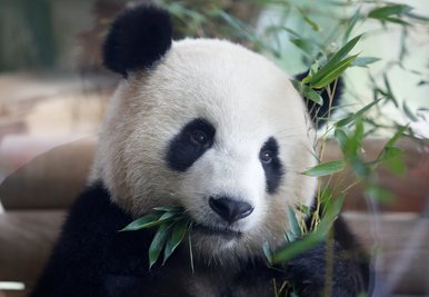 Jiao Qing, einer der beiden Pandabären aus China, lässt sich während der Zeremonie zur Eröffnung des neuen Geheges im Berliner Zoo ein paar Bambus-Zweige schmecken. Die Pandas stammen aus einer chinesischen Zuchtstation und sind am 24. Juni in Berlin angekommen. Der Berliner Zoo ist damit der einzige Tierpark in Deutschland, der die seltenen Bären hält.