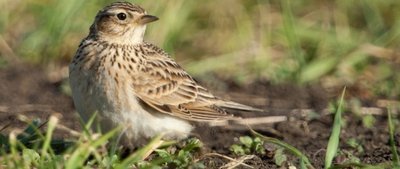 Feldlerchen wurden weniger beobachtet. Füchse werden in früh abgemähten Feldern rasch auf die Nester aufmerksam. 