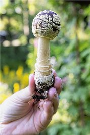 Vorsicht: Der braune Fliegenpilz ist im Vogtland nun häufiger zu finden. Es besteht Verwechslungsgefahr mit dem Perlpilz. 