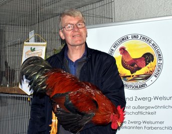 Wolfgang van der Linde erhielt bei der Hauptsonderschau Welsumer und Zwerg-Welsumer einen Preis für seinen Welsumer Hahn rost-rebhuhnfarbig. 