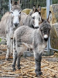 Erste Neuheit 2023: Der Esel-Nachwuchs wartet auf die Besucher.