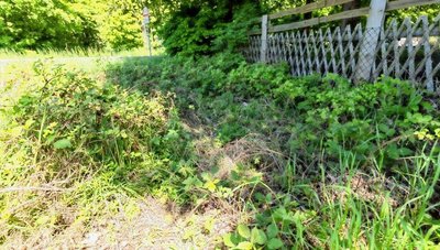 Im Brombeergestrüpp am Gartenzaun ihres Grundstückes in Bergen fanden die Lindners den hilflosen Mann.
