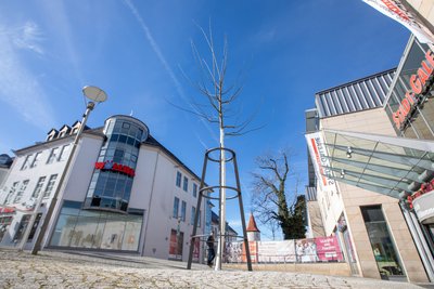 Ein Schnurbaum steht jetzt an einem der Eingänge der Stadt-Galerie.