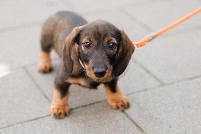 Des Menschen bester Freund – und der von den Kommunen: Auch in Crimmitschau steigt die Hundesteuer.