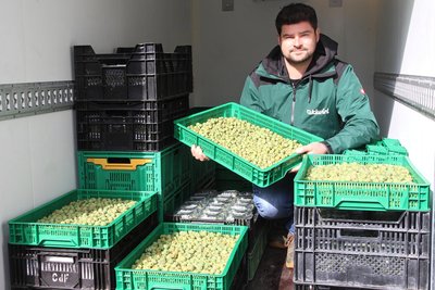 Die Erntezeit der Kiwibeeren findet von Ende August bis Ende Oktober statt. Am 15. Oktober wird Richard Hamann die Beeren auf dem Naturmarkt in Niederwiesa anbieten.