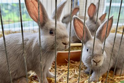 Die jüngsten Tiere der Schau gehörten zur Rasse Marburger Feh.