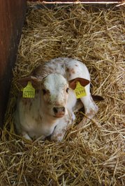 Zebu-Kalb 