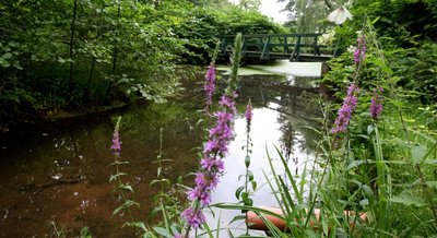 Teich