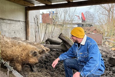 Lars Böttcher und die Wollschweine auf dem Bauernhof in Gornau.