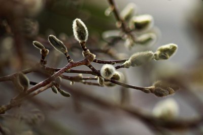 Motive aus der Natur hat die 32-Jährigen oft vor ihrer Kameralinse.