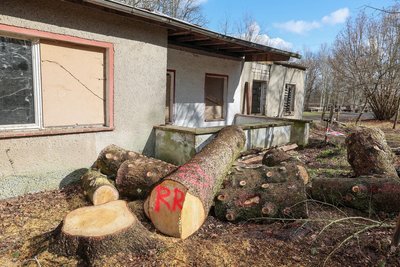 Im Januar hatte die Crimmitschauer Firma Lampert im Gelände zahlreiche Bäume gefällt. Diese Arbeiten waren „förderunschädlich“.