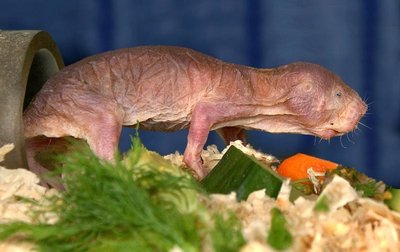 Der Nacktmull, ein mausgroßer Nager, inspiziert im Dresdner Zoo seine Futtervorräte.
