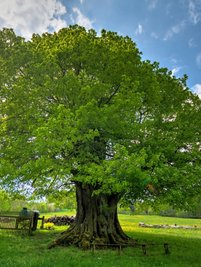 Nach Angaben des Besitzers gehört diese rund 950 Jahre alte Linde in Sorgau zu den ältesten Bäumen in Sachsen. Bürger fordern, dass Anreize geschaffen werden, alte Bäume zu erhalten und neue zu pflanzen. 