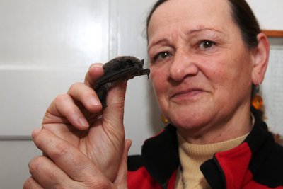 Fledermausexpertin Sonja Fischer mit einer Zweifarbfledermaus.
