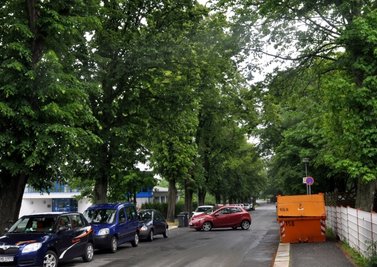 Linden entlang der Heinrich-Heine-Straße in Falkenstein. Bürger befürchten jetzt, dass sie im Zug von Instandsetzung der Straße und Neubau des Fußweges alle weichen müssen.