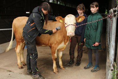 Marie Langer, Clara Heckel und Lilly Knornschild trafen sich zum Waschen und Scheren der Kühe.