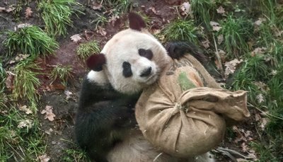 Panda-Mann Jiao Qing spielt in seinem Gehege im Zoo hinter einer Glasscheibe mit einem Jutesack, in dem sich Leckereien befinden.
