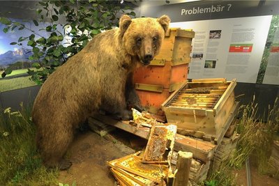 Ausgestopft ist Bruno in München im Museum zu sehen.
