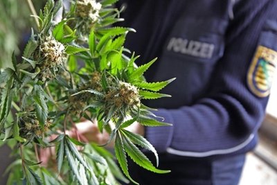 500 große Cannabispflanzen hat die Polizei in einer Indoor-Plantage in Zwickau entdeckt.
