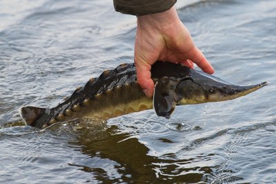 So klein wie dieser Stör waren auch Peter Meinels Fische, als er sie in seine Teiche setzte. Jetzt waren sie geschlechts- und schlachtreif.