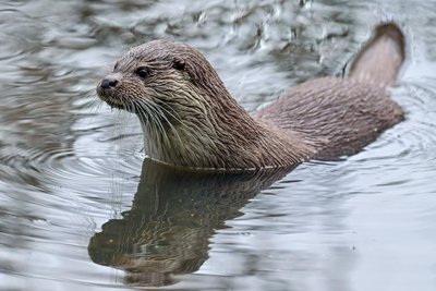Fischotter machen Fischzüchtern im Vogtland das Leben schwer. Holten sie nun 40 schlachtreife Störe aus einem Teich in bewohntem Gebiet?