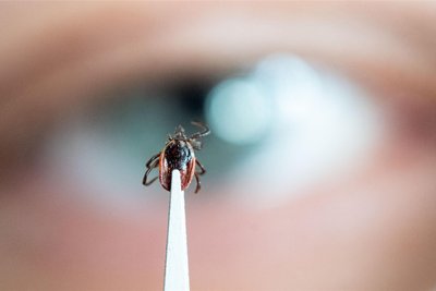 Der Gemeine Holzbock (Ixodes ricinus) ist die am meisten in Deutschland verbreitete Zeckenart – so auch im Erzgebirge.