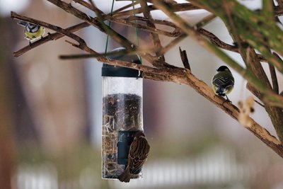 Ganz schön was los am Futterspender. Blaumeise, Kohlmeise und Feldsperling auf engem Raum.