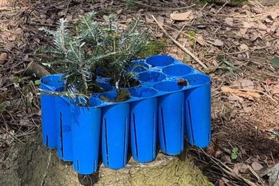 2650 kleine Weißtannen wurden am Freitag in den Landhainwald in Großhartmannsdorf eingepflanzt.