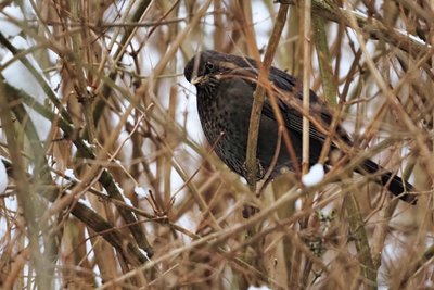 Wer seid ihr und was wollt ihr hier? Da ist eine Amsel im Busch.