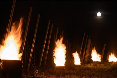 Wie hier in Weinböhla im vergangenen Mai sollen in sächsischen Weinbergen in Frostnächten wieder Feuer entzündet werden, um die Luft an den Rebstöcken zu erwärmen.