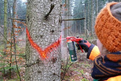 Im Zuge der Holzeinschlagsvorbereitung werden Bäume markiert, die gefällt werden sollen, um anderen Exemplaren mehr Platz zu verschaffen.