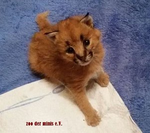 Cheyenne - Nachwuchs bei den Karakal-Katzen