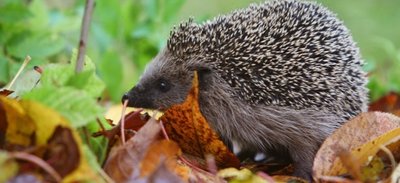 Igel benötigen Winterverstecke. Nach Baumfällungen liegen gelassenes Totholz könnte den Tieren helfen.