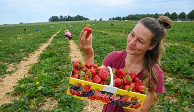 Esmee Jiskooc aus Holland gehört zu den Helfern beim Erdbeerpflücken in Oberlichtenau. 