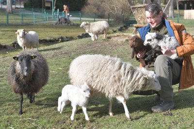 Tierparkmitarbeiterin Lisa Härtle mit kleinen Skudden-Lämmern. Am Sonntag ist Osterfest im Tierpark Freiberg.