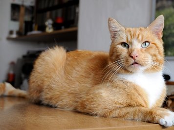 Scheu und überaus ängstlich starrte der Zschopauer Kater Max den Fotografen an. Männer sind ihm nicht mehr geheuer. Von seinem buschigen Schwanz ist bei Max nicht viel übrig geblieben.