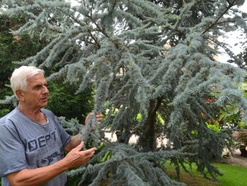 Joachim Tirschmann an seiner Zeder - der Baum ist seit 28 Jahren im Auerbacher Garten verwurzelt. 