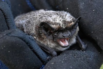 Experte Joachim Frömert zeigt eine Fransenfledermaus - 8 Gramm leicht und 30 Millimeter lang. Sie lebt in Baumhöhlen und Gebäuden.