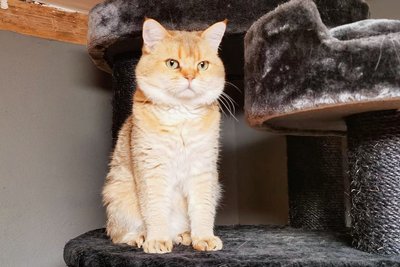 Der fast fünf Jahre alte Kater Hugo war in Großvoigtsberg seit dem 21. Juni vermisst worden.