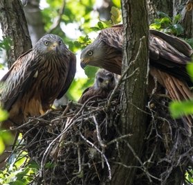 Rotmilane mit Nachwuchs im Nest, aufgenommen im Jahr 2019 bei Callenberg.