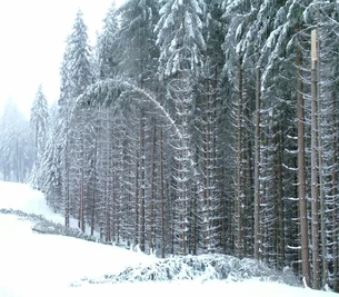 
              <p class="artikelinhalt">Dauerschneefall und nachfolgend Nieselregen bringt in der Kuhbergregion Bäume an die Belastungsgrenze. </p>
            