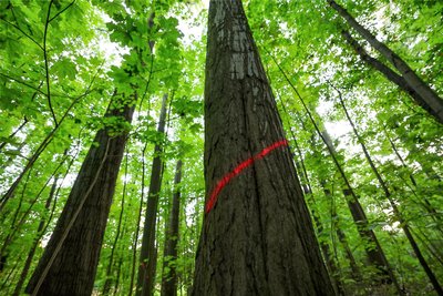 Die rote Markierung signalisiert: Die Bäume sollen zwischen Dezember 2023 und Februar 2024 gefällt werden.