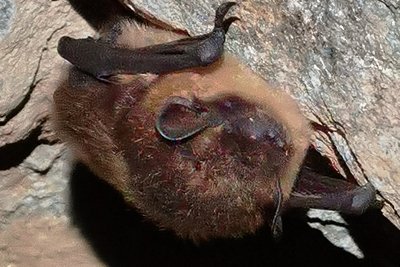 Auch im Markus-Röhling-Stolln sind Fledermäuse, die dort ihren Winterschlaf halten, zu finden. Wie hier eine Nordfledermaus.
