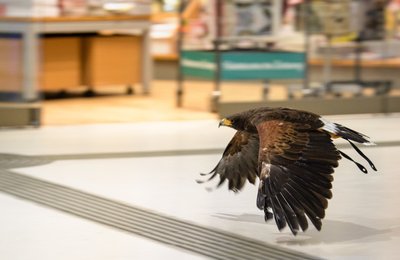 Der Falkner Rau vertreibt mit seinen Raubvögeln Tauben aus öffentlichen Gebäuden.