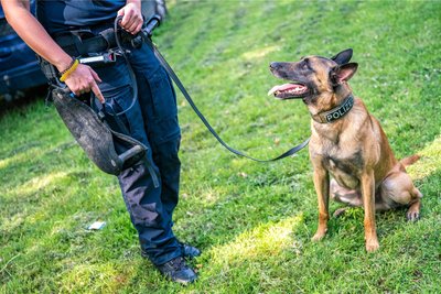 Auch der Einsatz von Polizeihunden kann sinnvoll sein, um Vermisste aufzuspüren.