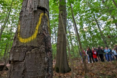 Eine gelbe Markierung befindet sich an Biotopbäumen, die stehen bleiben.